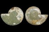 Agatized Ammonite Fossil - Agatized #144111-1